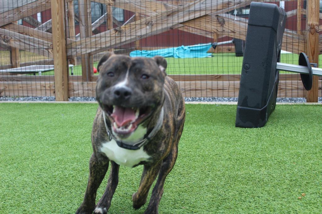 Enlarge Scoobert, a ADOPTABLE Pit Bull Terrier in Chestertown, MD image 3/3