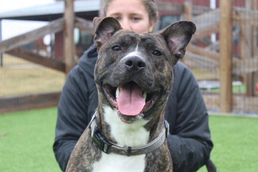 Scoobert, ADOPTABLE, Young Male Pit Bull Terrier.