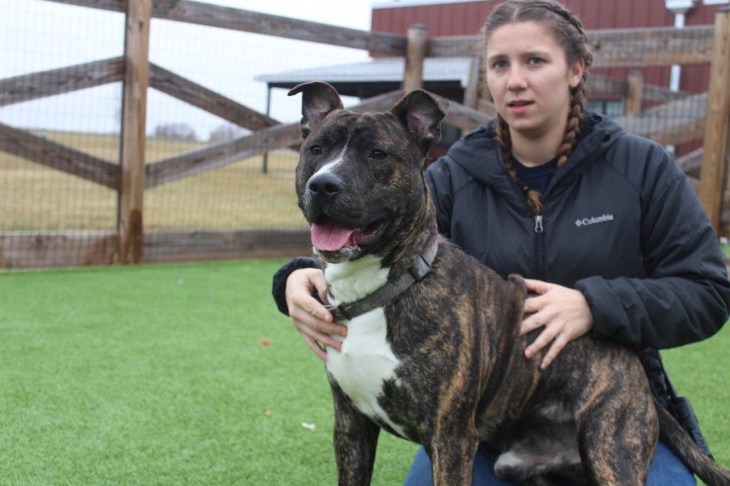 Enlarge Scoobert, a ADOPTABLE Pit Bull Terrier in Chestertown, MD image 2/3