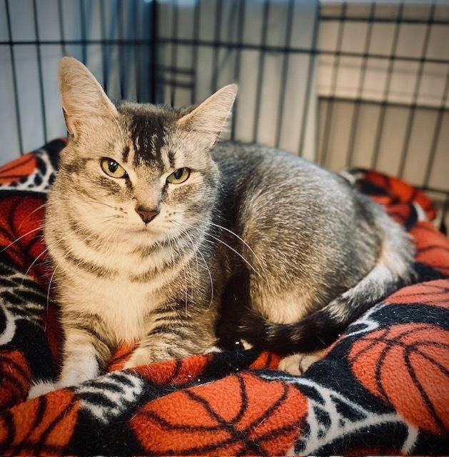 Haven, Adoptable, Adult Female Domestic Short Hair.