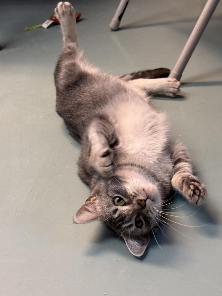 Enlarge Haven, a Adoptable Domestic Short Hair in Duxbury, MA image 2/5