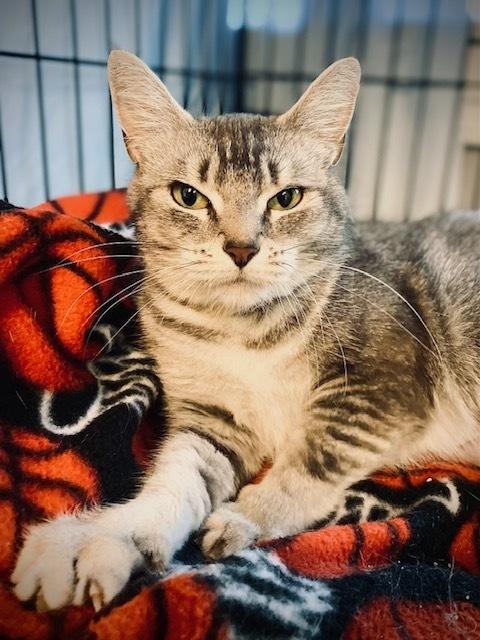 Enlarge Haven, a Adoptable Domestic Short Hair in Duxbury, MA image 3/5