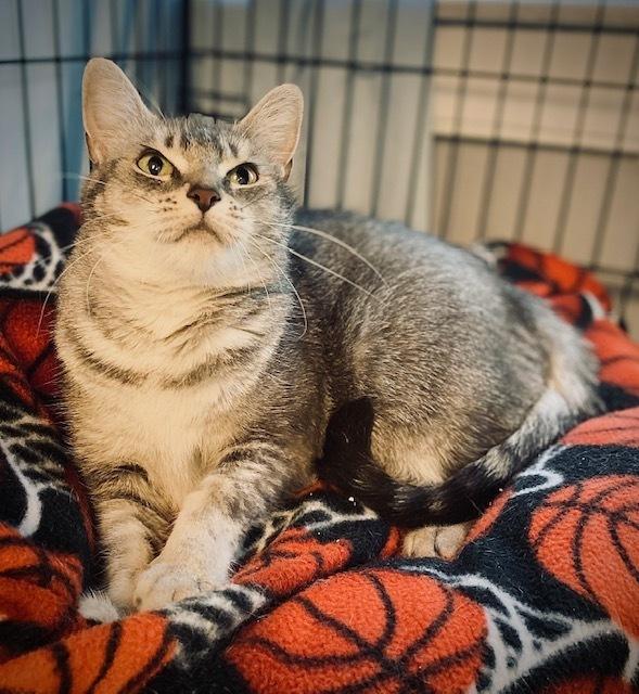 Enlarge Haven, a Adoptable Domestic Short Hair in Duxbury, MA image 4/5
