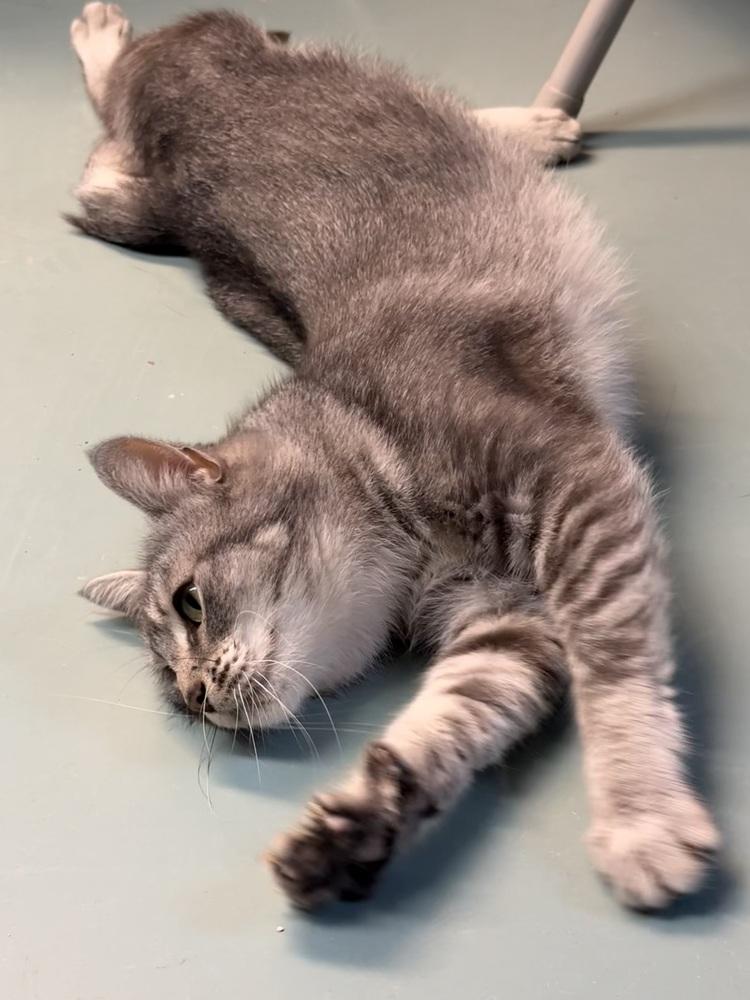 Enlarge Haven, a Adoptable Domestic Short Hair in Duxbury, MA image 5/5