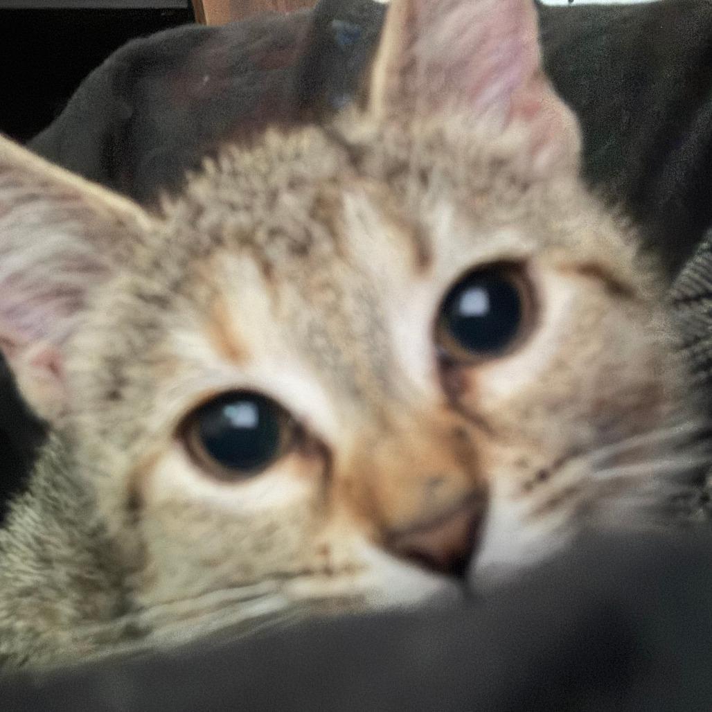 Cherry, Adoptable, Kitten Female Domestic Short Hair.