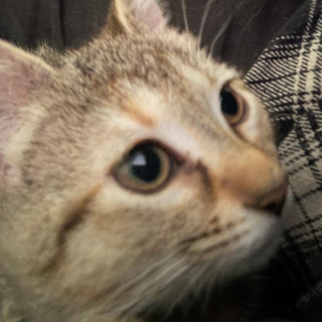 Cherry, a Adoptable Domestic Short Hair in Skokie, IL image 2/6