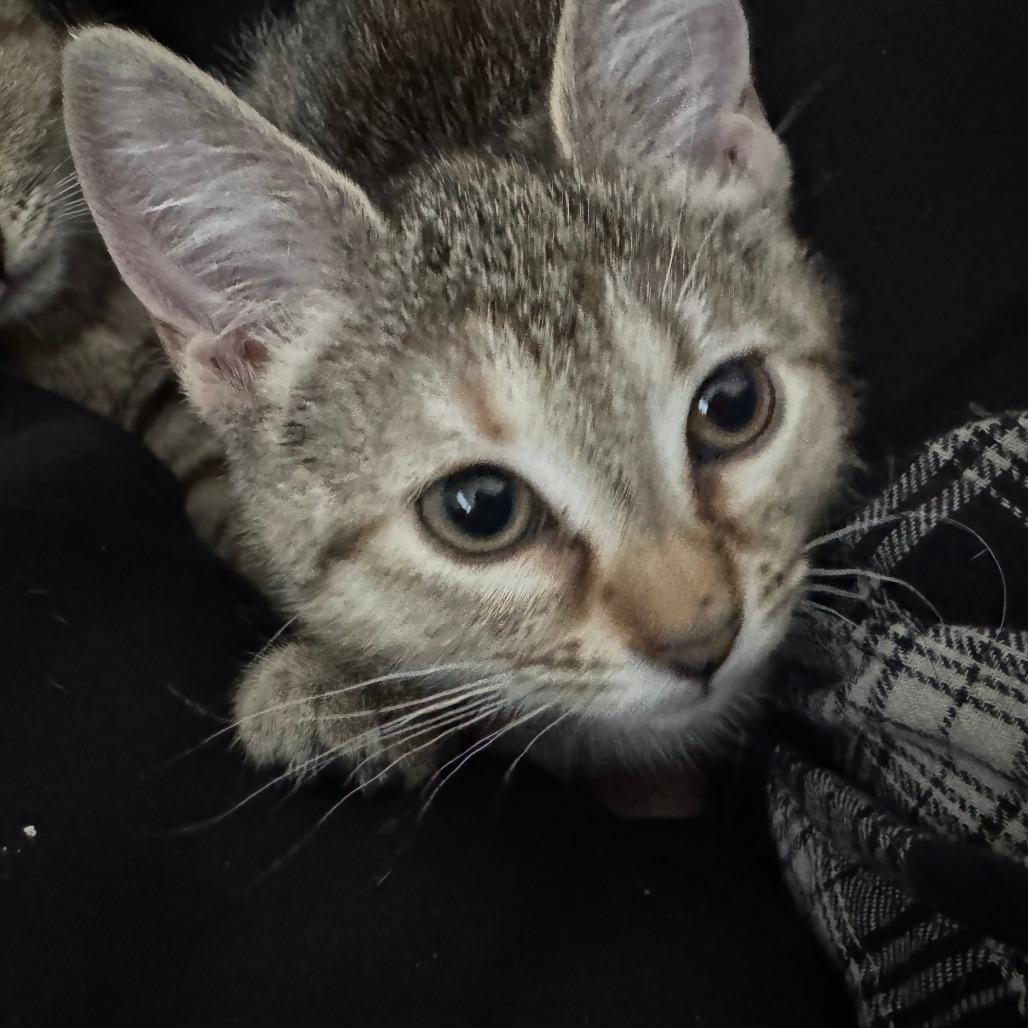 Cherry, a Adoptable Domestic Short Hair in Skokie, IL image 5/6