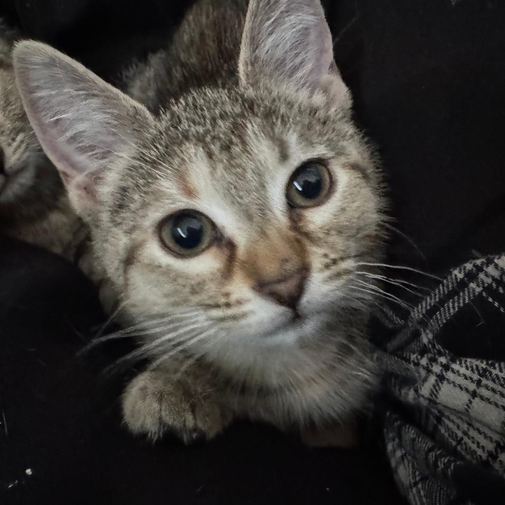 Cherry, a Adoptable Domestic Short Hair in Skokie, IL image 6/6