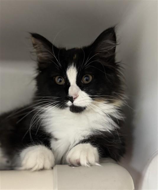 22, Adoptable, Kitten Female Domestic Short Hair.