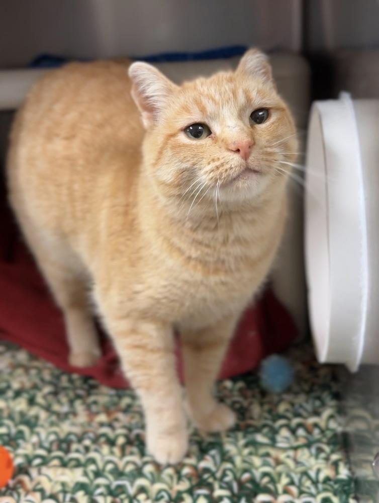 Ruby, Adoptable, Senior Female Domestic Short Hair.