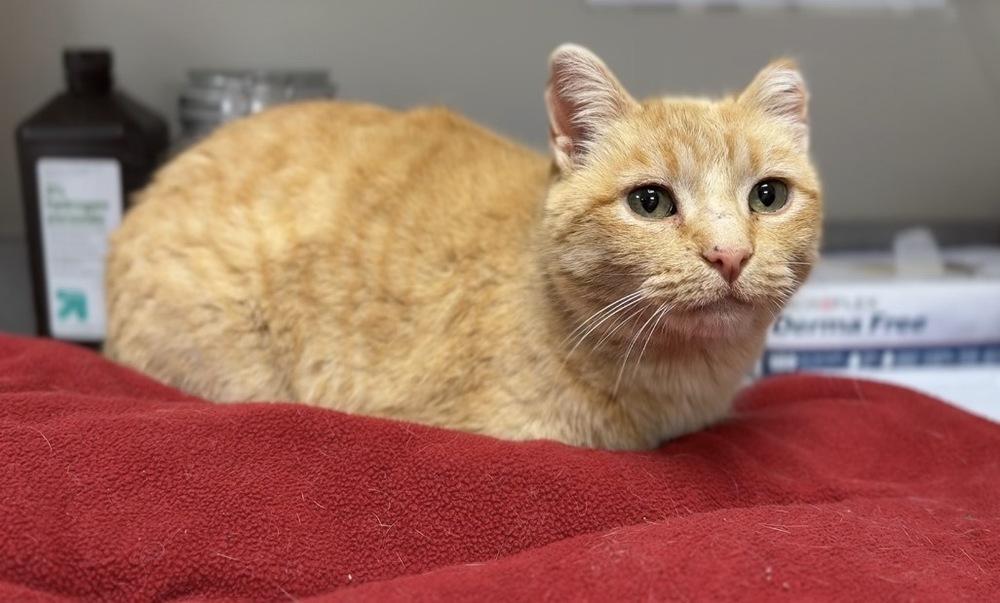 Ruby, a Adoptable mixed breed image 2/2