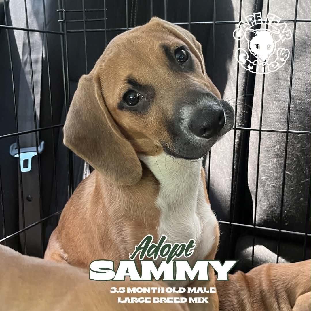 Sammy, ADOPTABLE, Puppy Male Black Mouth Cur & Pit Bull Terrier.