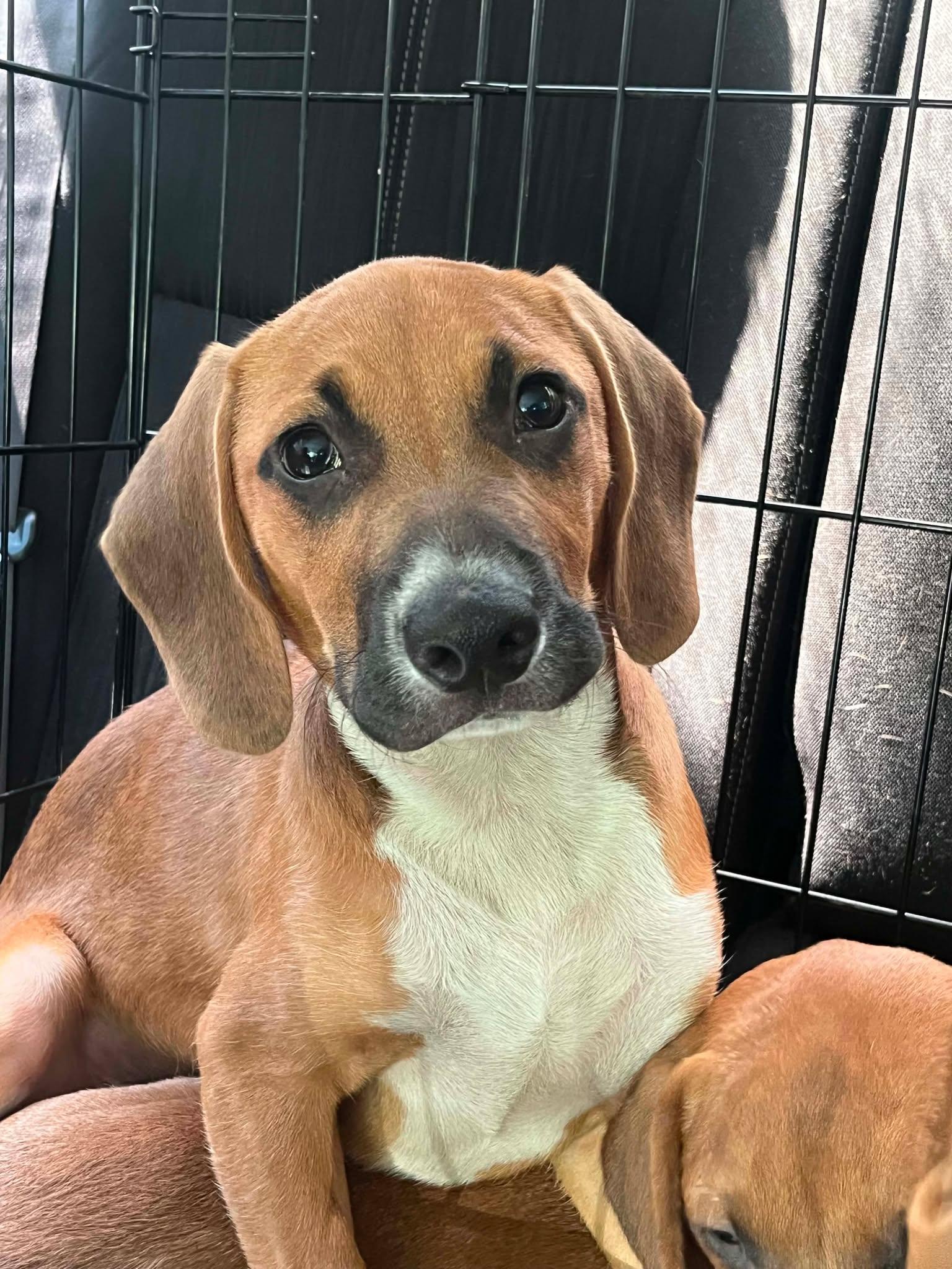Enlarge Sammy, a ADOPTABLE mixed breed in Wilmington, NC image 2/2