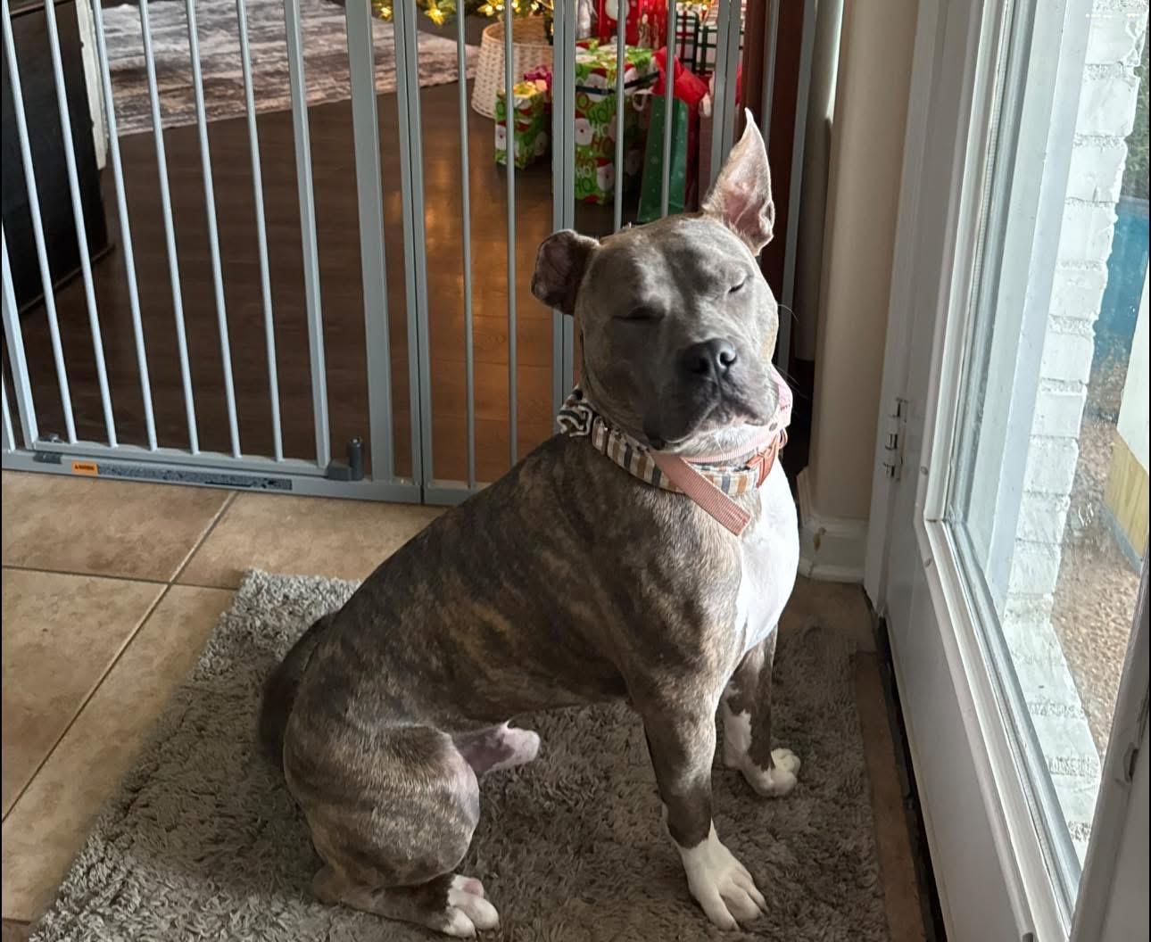 Enlarge Toby, a Adoptable Mixed Breed in Providence, RI image 3/3