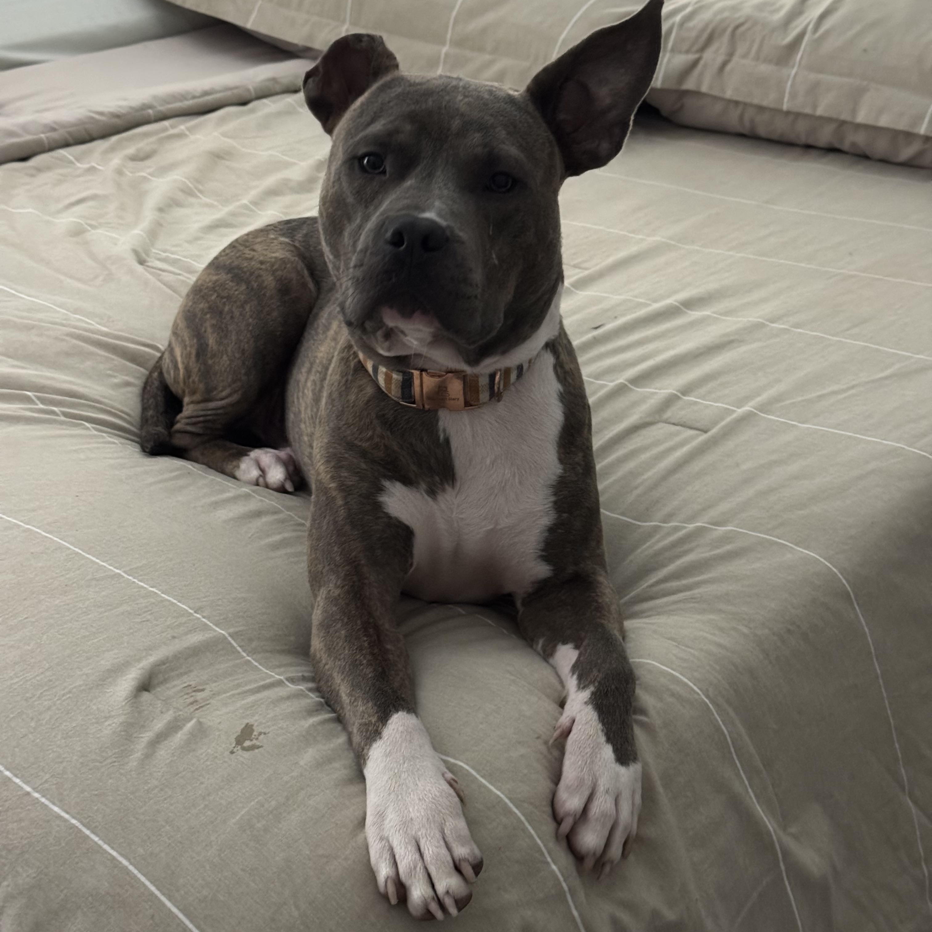 Enlarge Toby, a Adoptable Mixed Breed in Providence, RI image 1/3