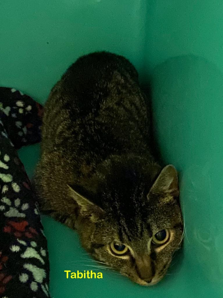 Tabitha, Adoptable, Adult Female Domestic Short Hair.