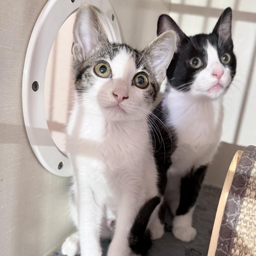 Vienna, Adoptable, Kitten Female Domestic Short Hair.