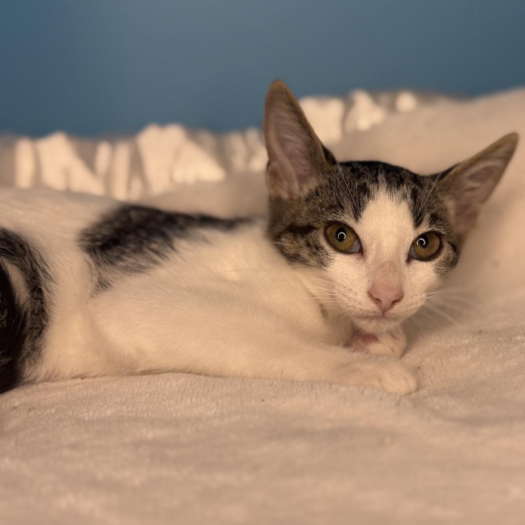 Enlarge Vienna, a Adoptable Domestic Short Hair in San Antonio, TX image 2/6