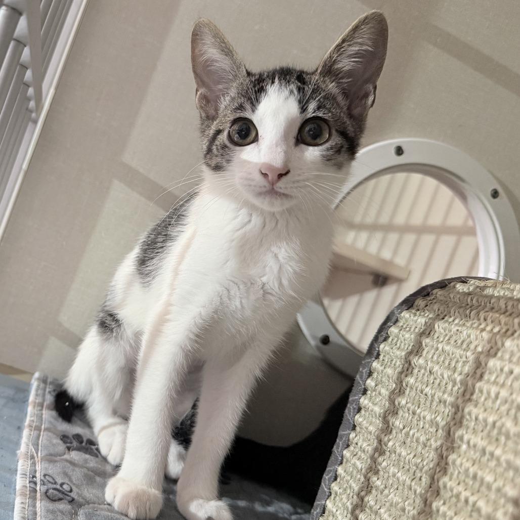 Enlarge Vienna, a Adoptable Domestic Short Hair in San Antonio, TX image 4/6