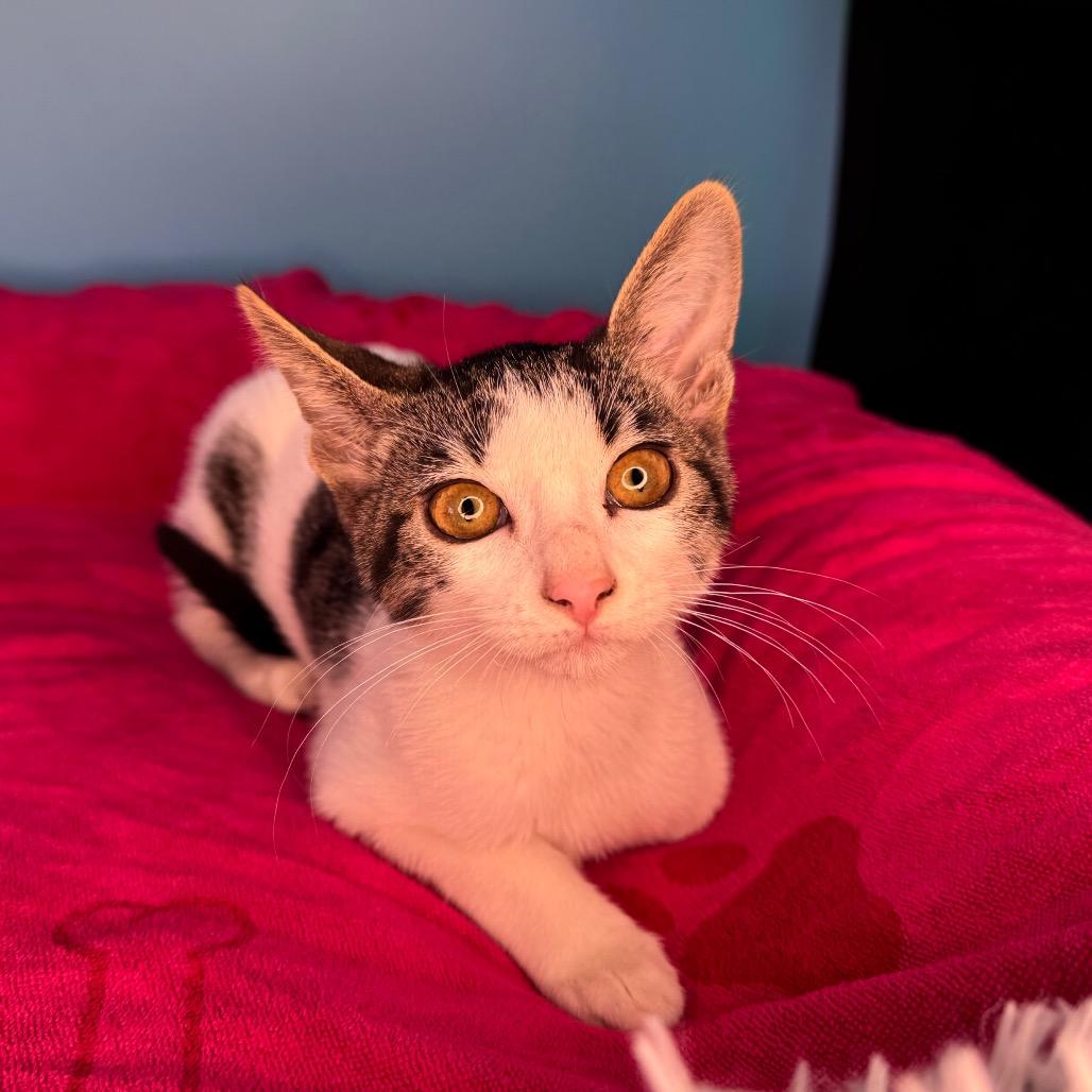 Enlarge Vienna, a Adoptable Domestic Short Hair in San Antonio, TX image 5/6