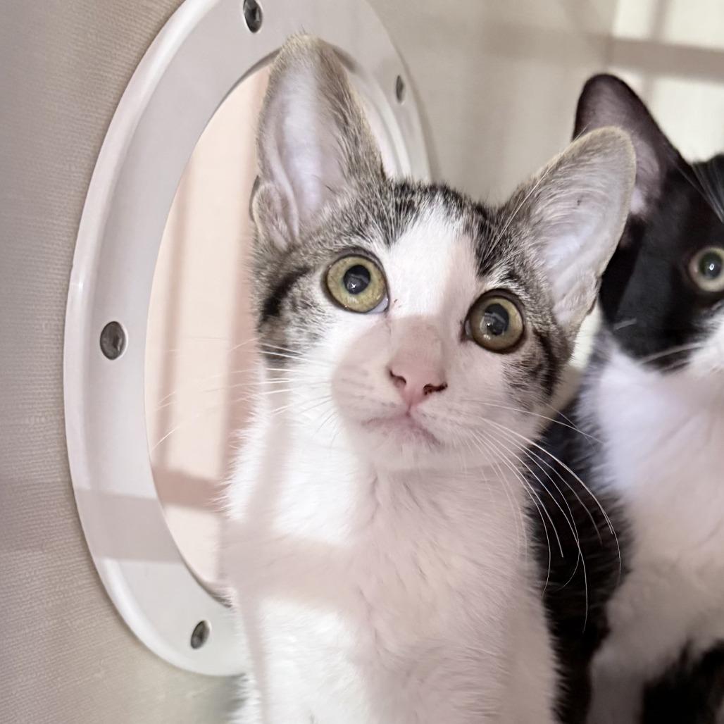 Enlarge Vienna, a Adoptable Domestic Short Hair in San Antonio, TX image 6/6