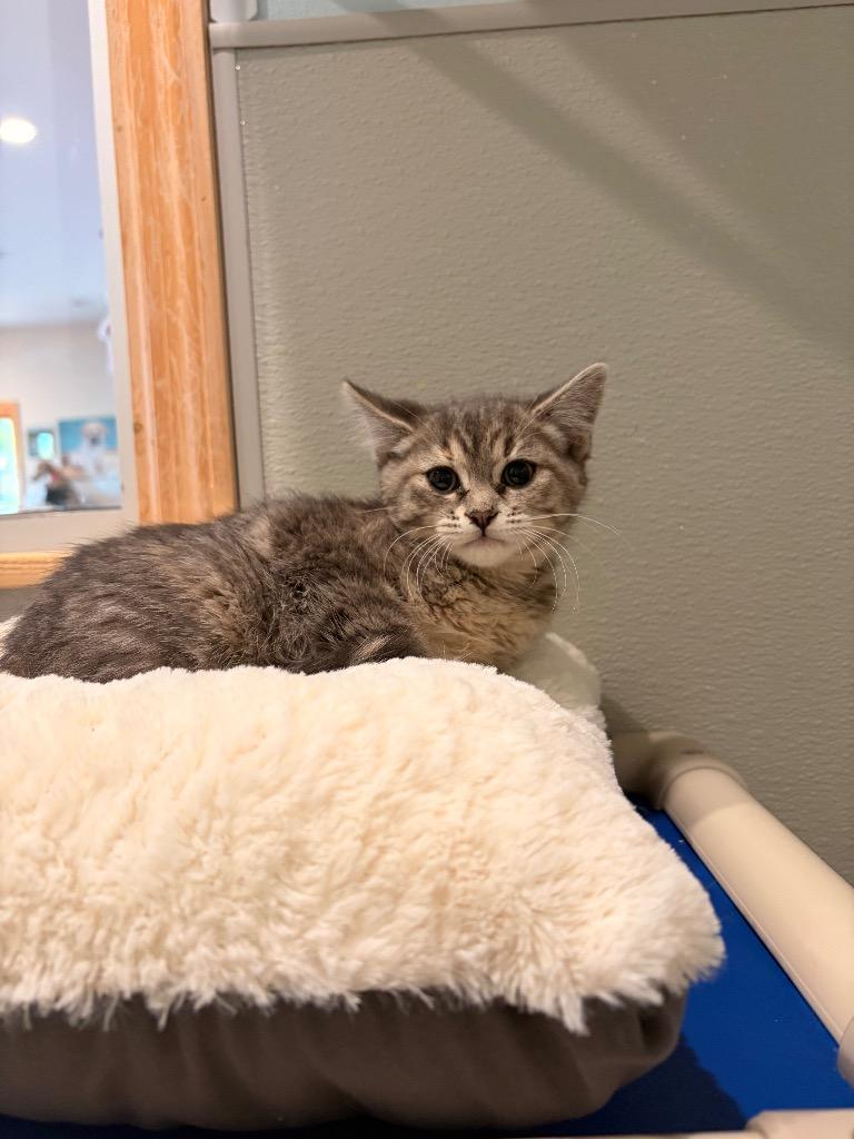 Enlarge H2 Harmony, a Adoptable mixed breed in Ashland, WI image 1/1