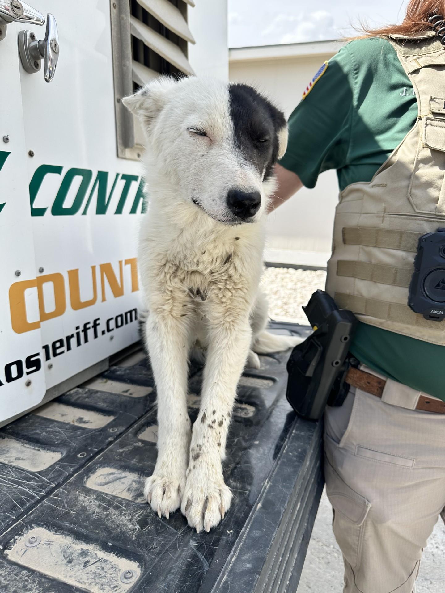 Enlarge 60951176, an adopted mixed breed in Elko, NV image 1/1