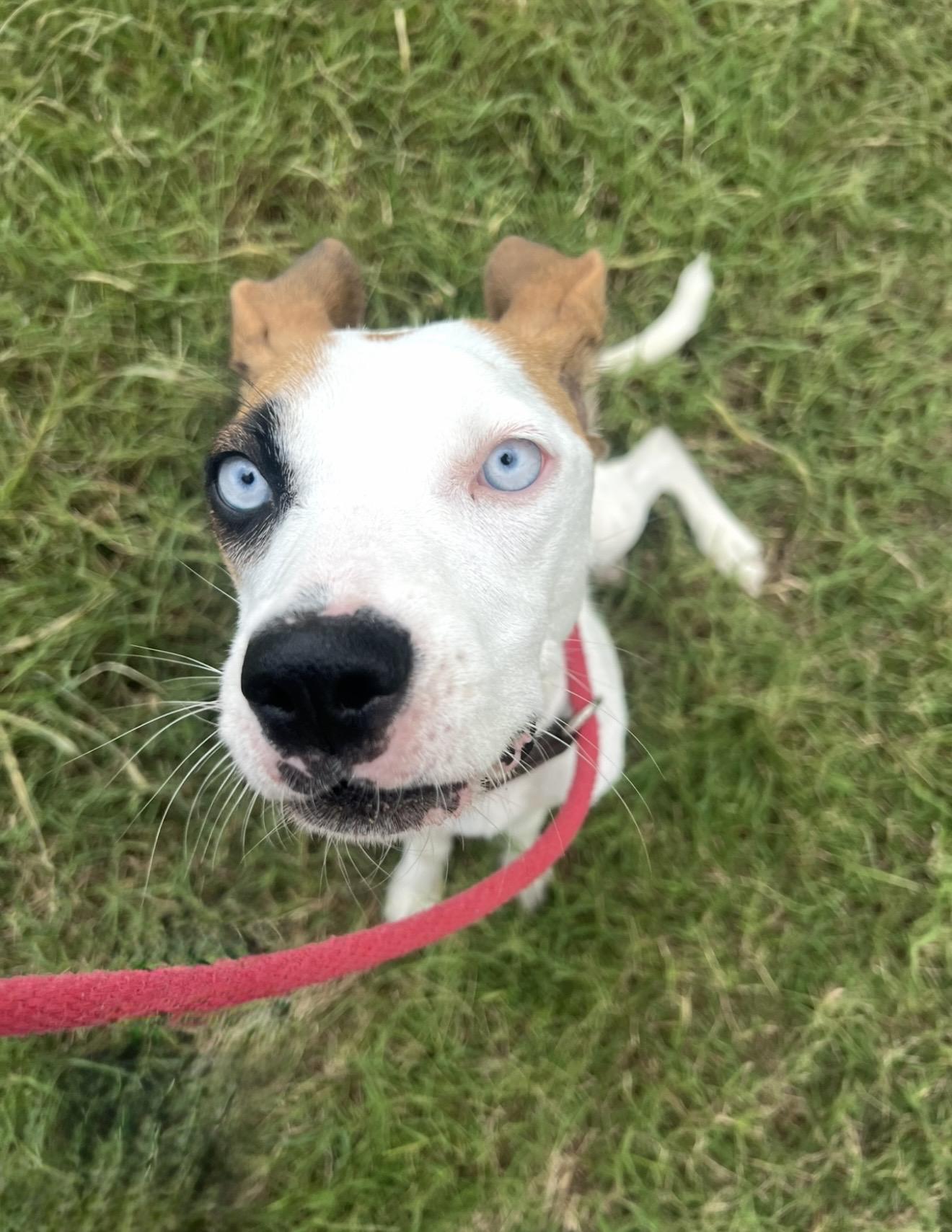 Enlarge Oakley, a ADOPTABLE mixed breed in Alexandria, VA image 3/3