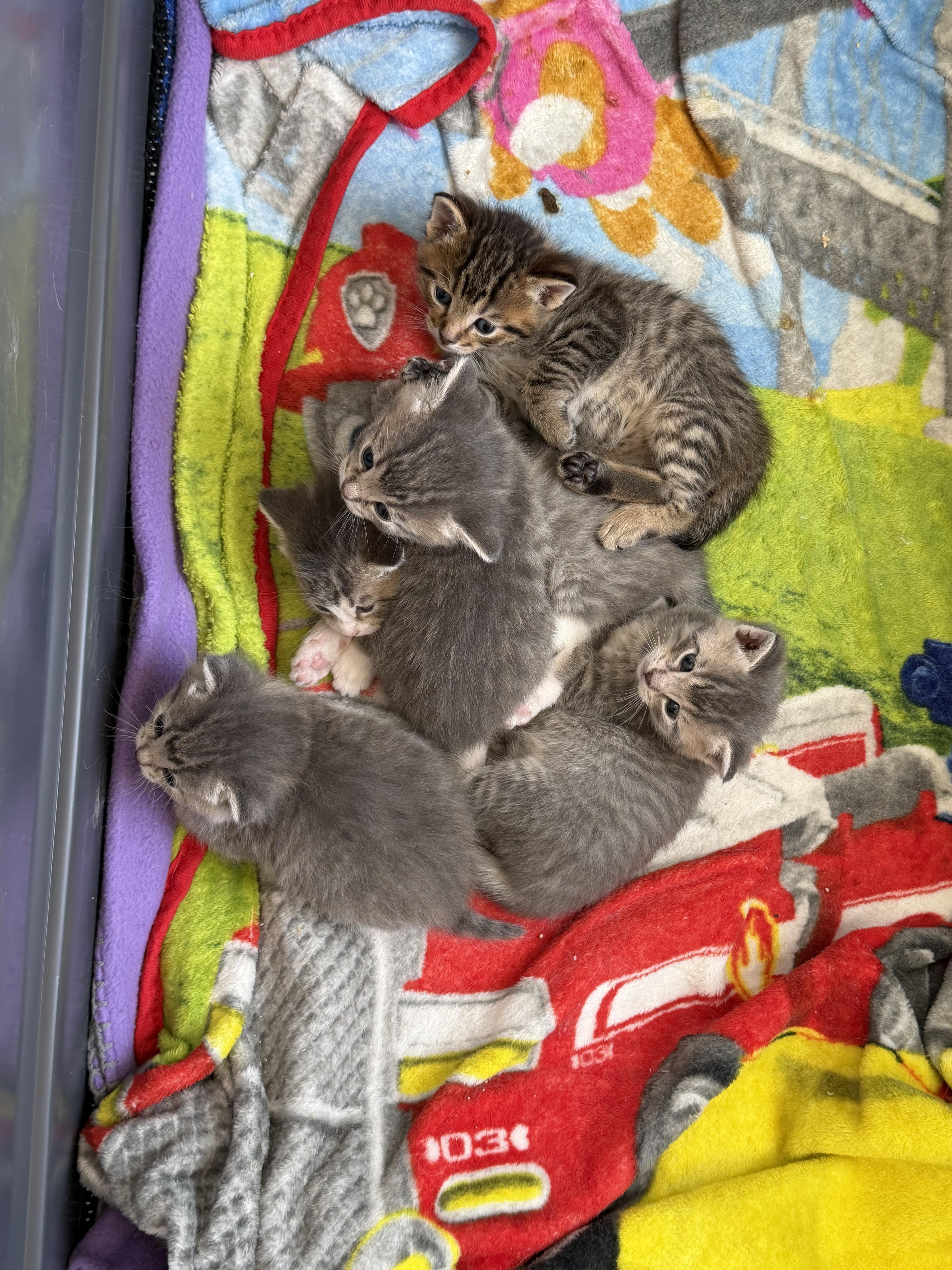 Kootenay, Adopted, Kitten Female Domestic Short Hair.