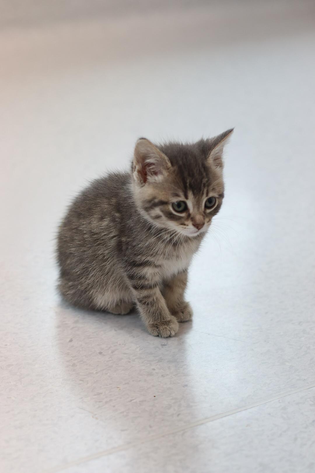 Enlarge Kootenay, a Adopted mixed breed in Steinbach, MB image 3/3