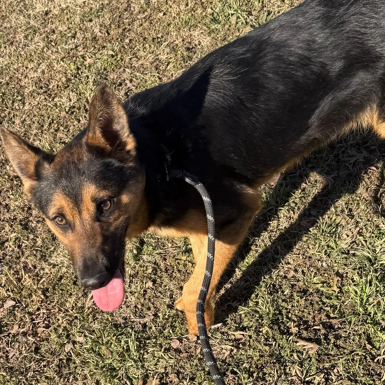 Enlarge Harry, an adopted mixed breed in Sherman, TX image 2/3
