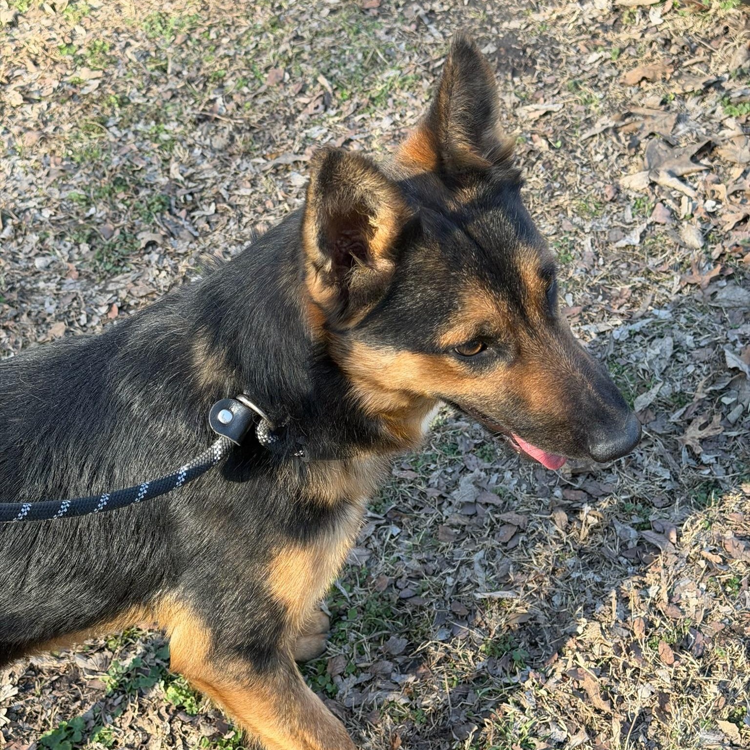 Enlarge Harry, an adopted mixed breed in Sherman, TX image 3/3