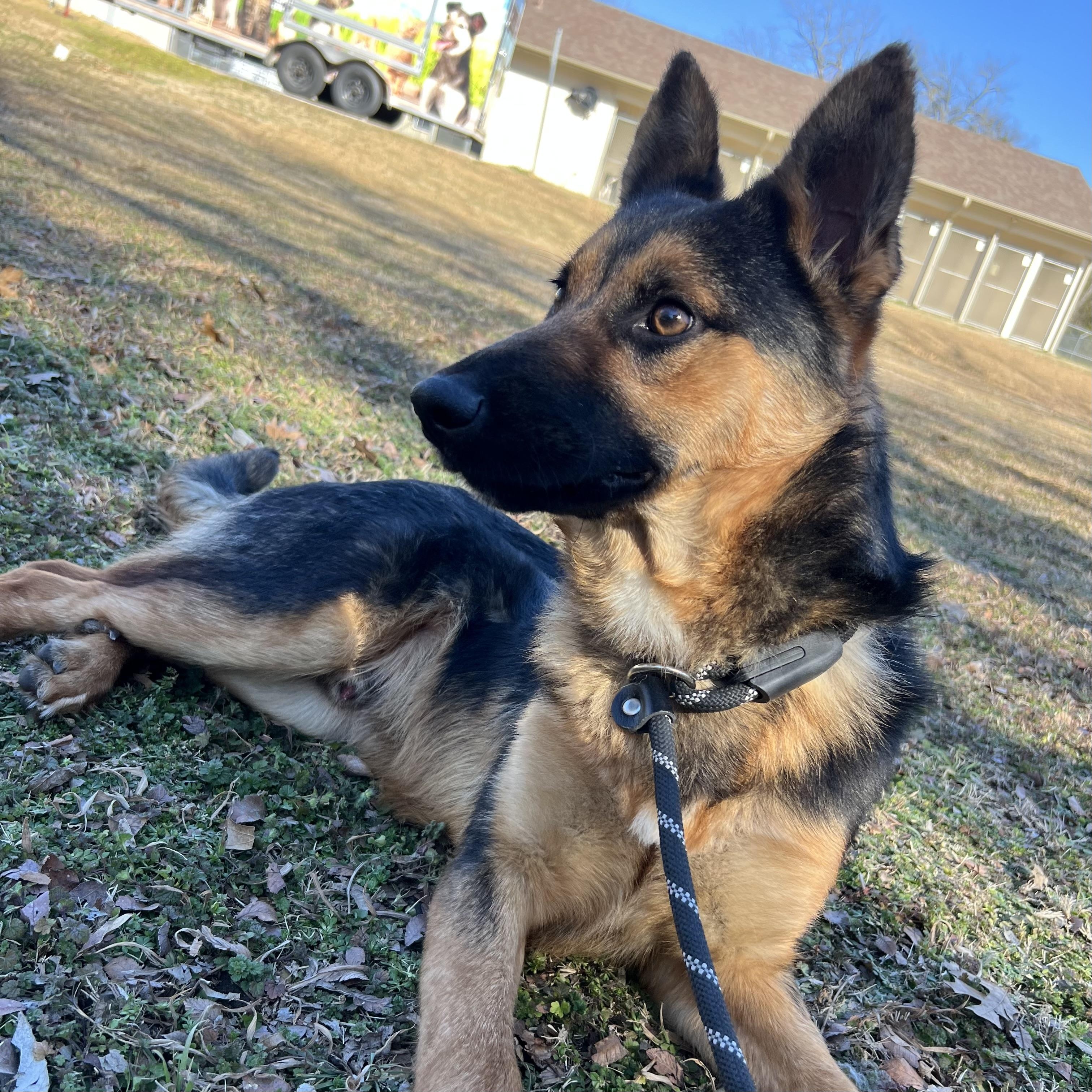 Harry, adopted, Adult Male German Shepherd Dog.