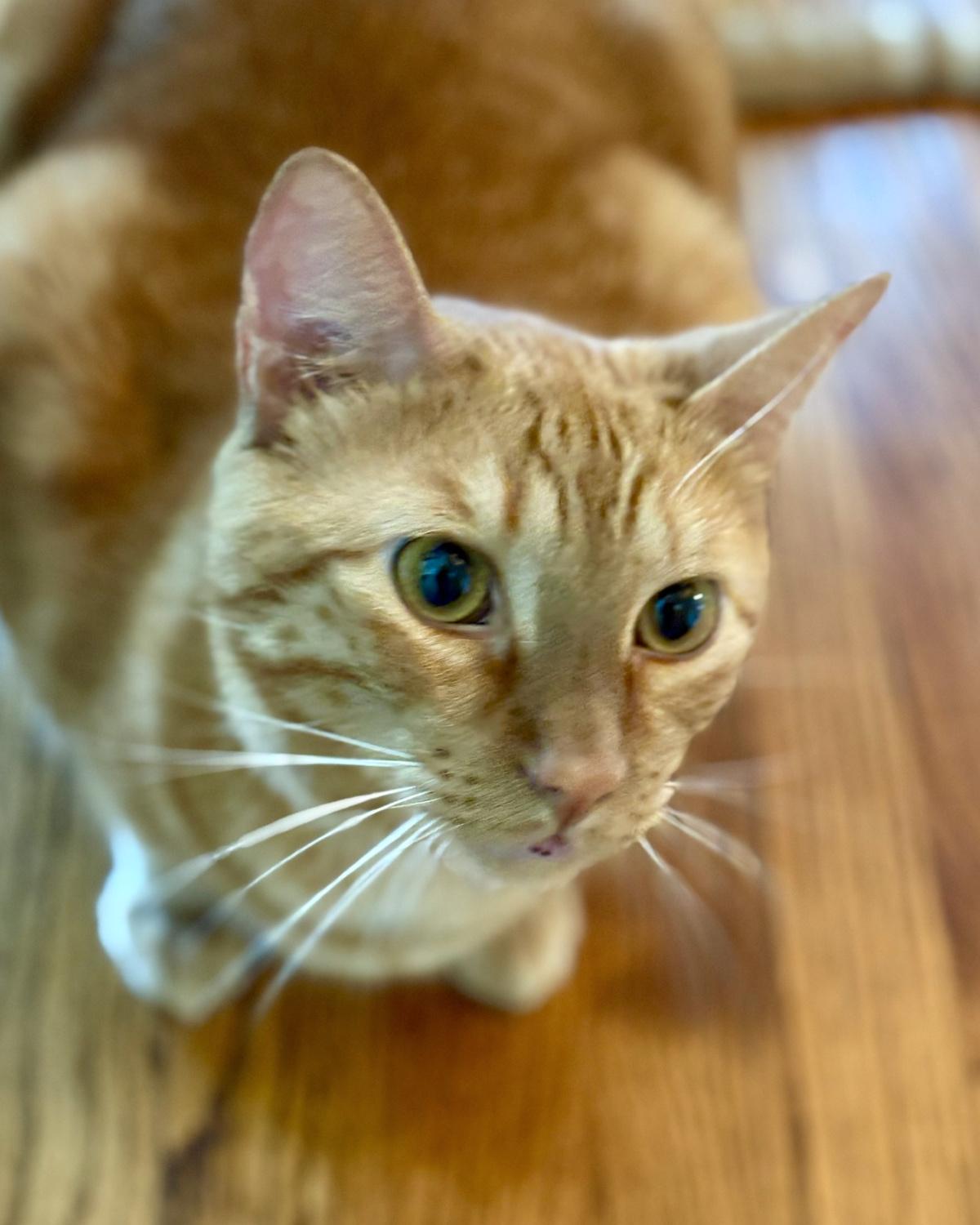 Enlarge Denver, a ADOPTABLE mixed breed in Frisco, TX image 2/4