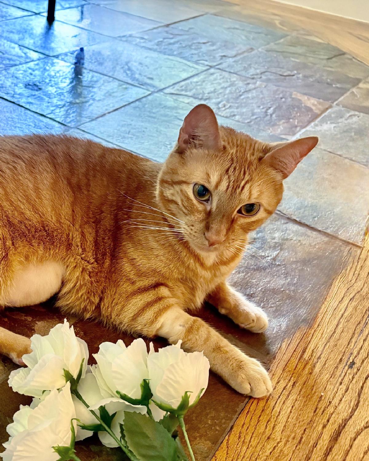 Denver, ADOPTABLE, Adult Male Domestic Short Hair.