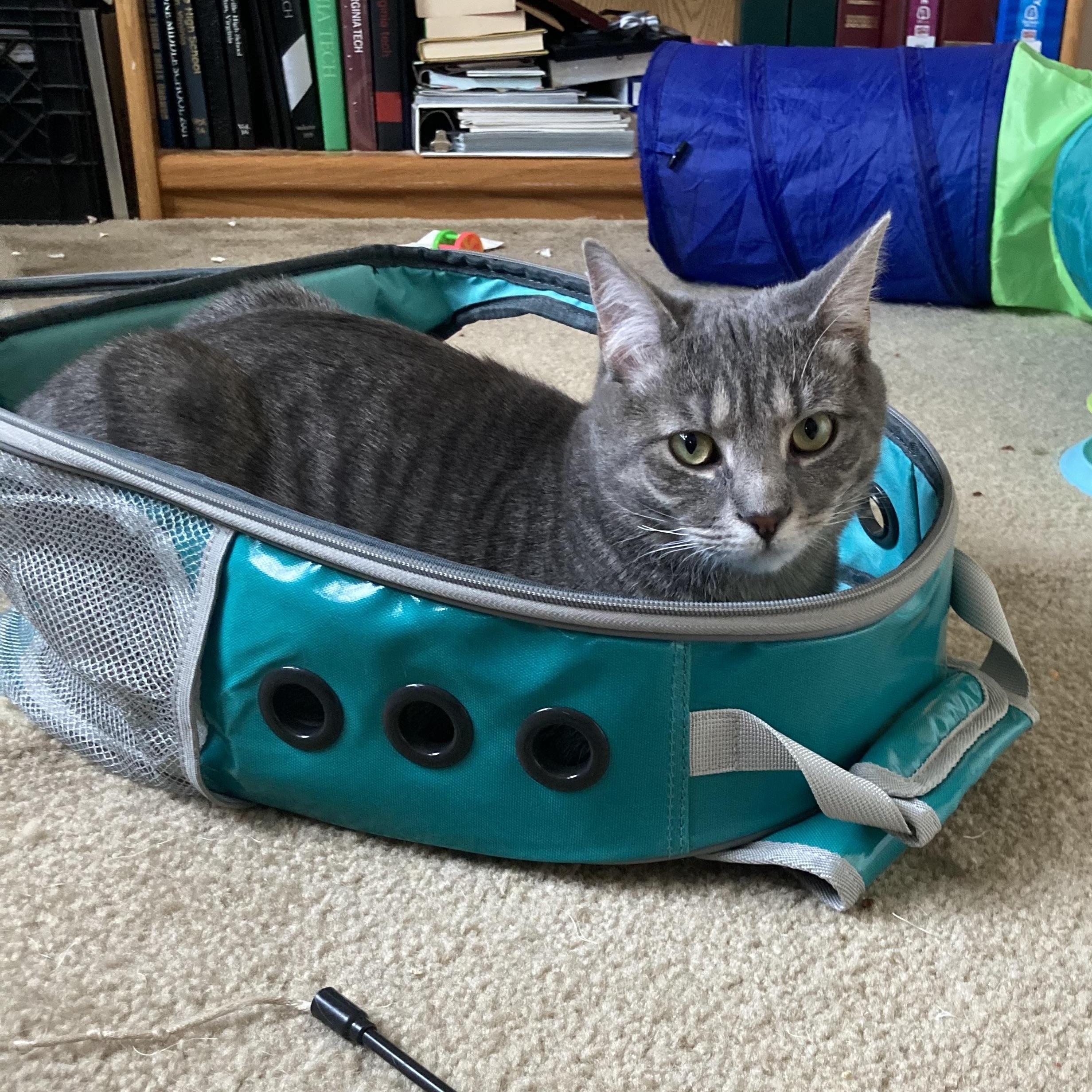 Shadow-11 MONTHS-A TENDER HEART LOOKING FOR A TENDER HOME!