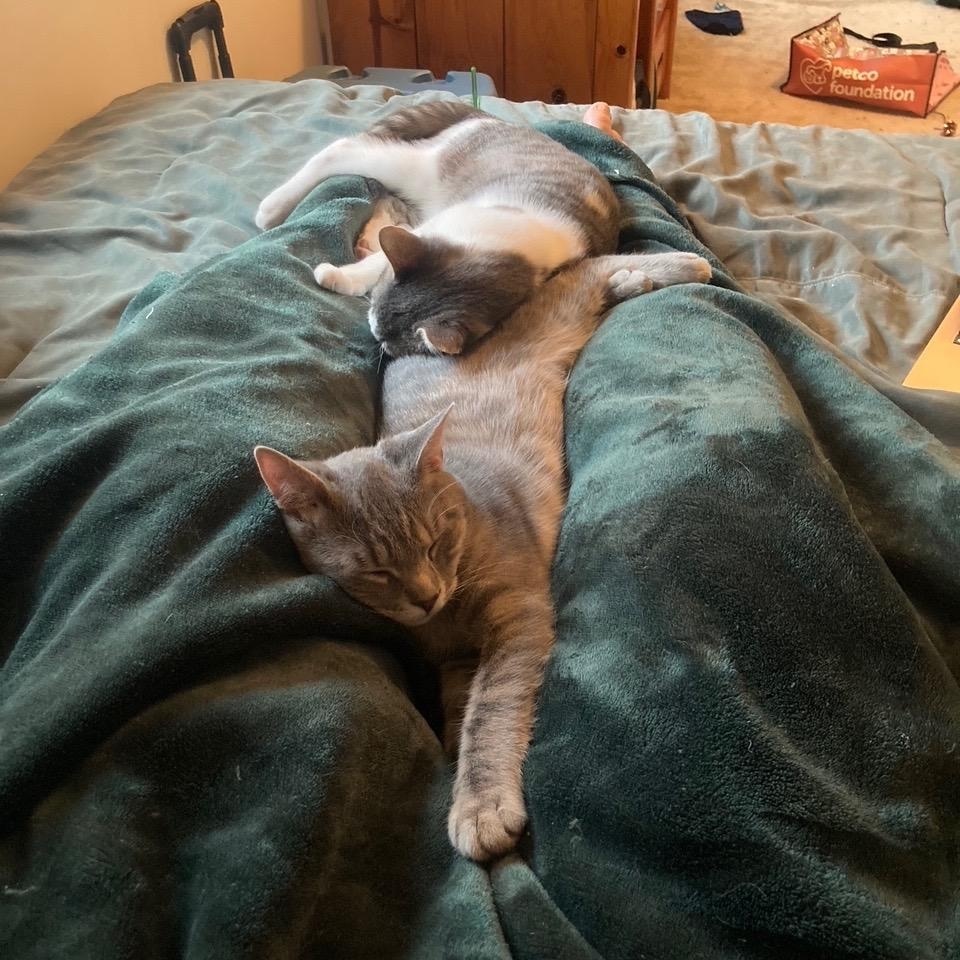 Shadow-11 MONTHS-A TENDER HEART LOOKING FOR A TENDER HOME!