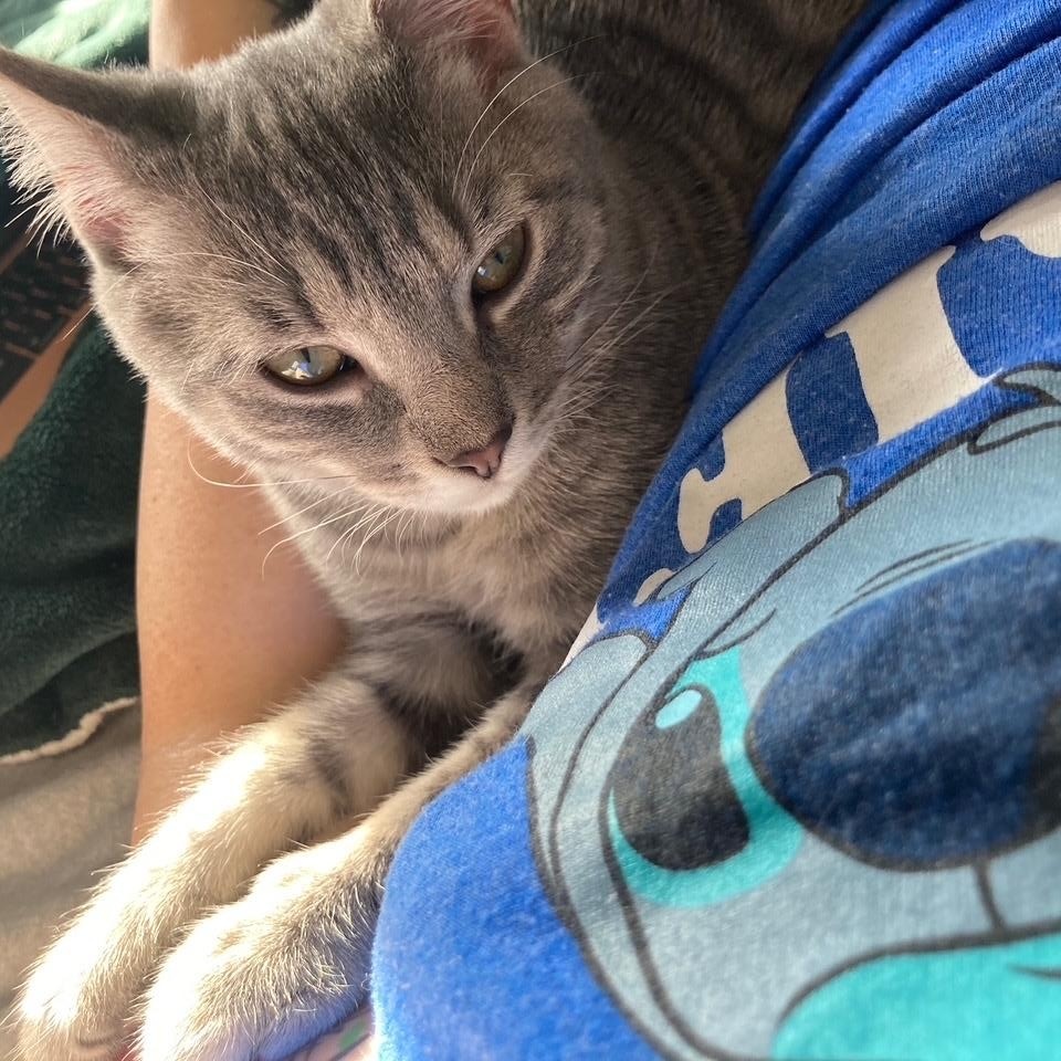 Shadow-11 MONTHS-A TENDER HEART LOOKING FOR A TENDER HOME!