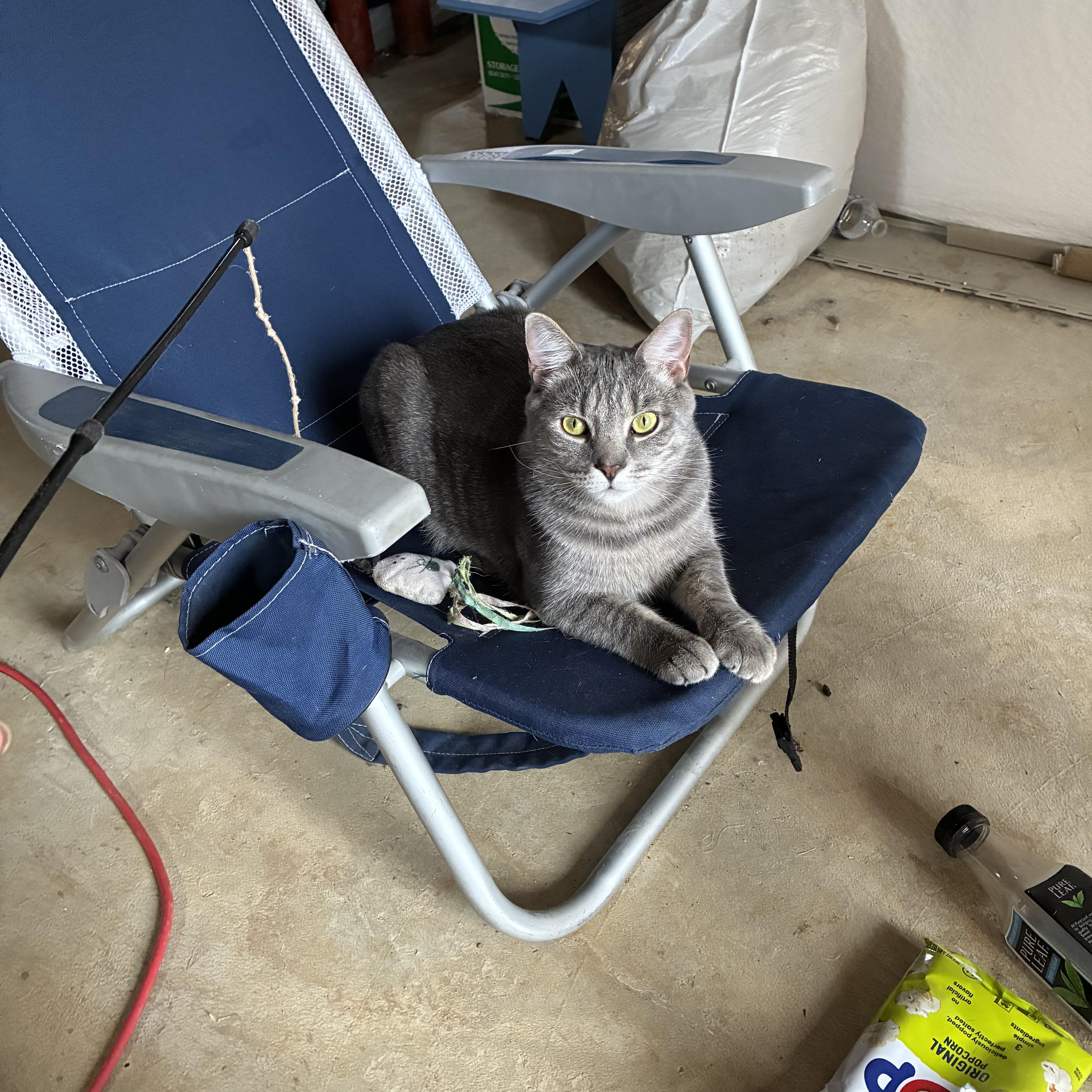 Shadow-11 MONTHS-A TENDER HEART LOOKING FOR A TENDER HOME!