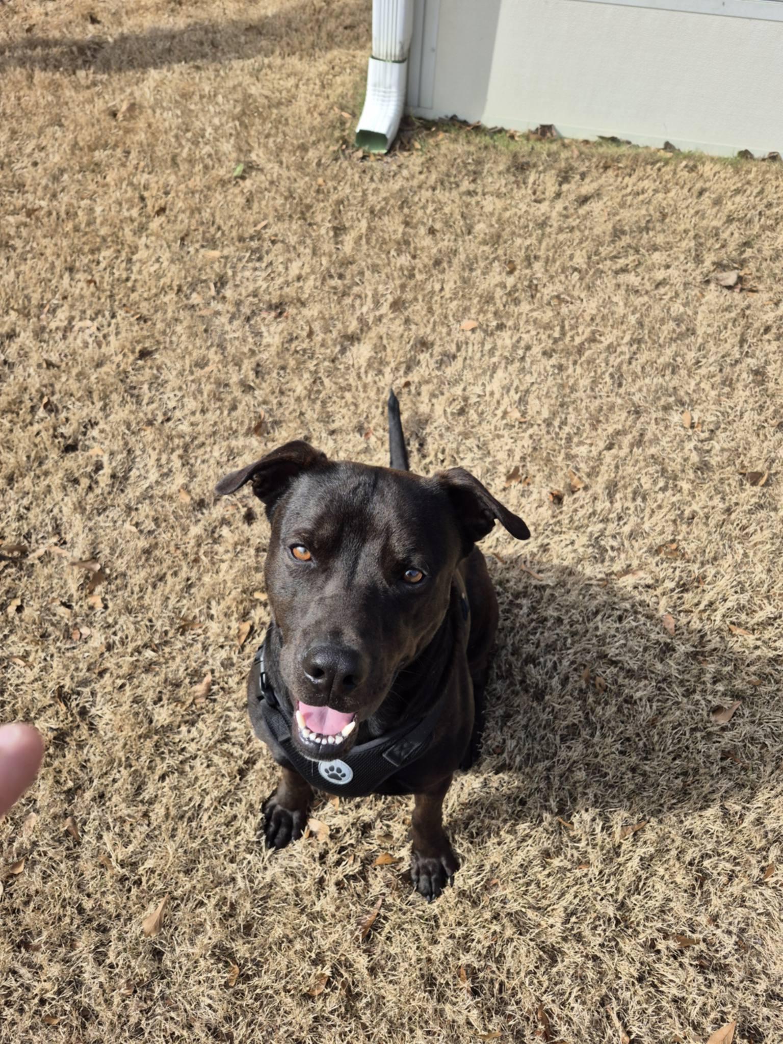 Enlarge Louie - Purebred Lovehound/Lab/Retriever Mix, House Trained, Dog Friendly, Up to date on Shots, a Adoptable mixed breed in Lilburn, GA image 3/3