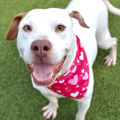 Scoot, Adoptable, Adult Female Mixed Breed & Mixed Breed.