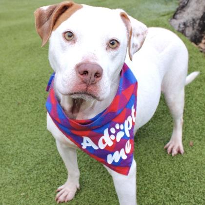 Enlarge Scoot, a Adoptable mixed breed in Largo, FL image 1/3