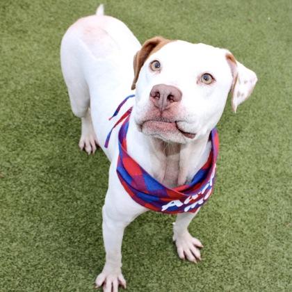Enlarge Scoot, a Adoptable mixed breed in Largo, FL image 3/3