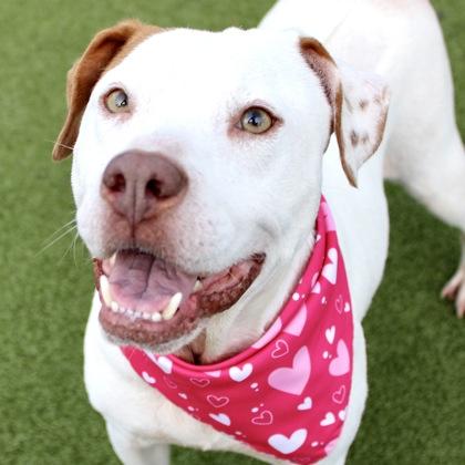 Millie, a Adoptable mixed breed in Largo, FL image 2/3