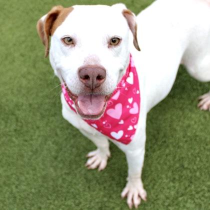 Millie, a Adoptable mixed breed in Largo, FL image 3/3