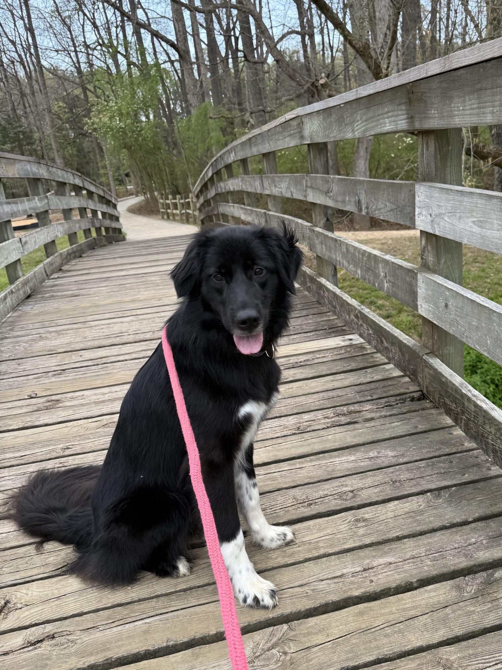 Myla, a ADOPTABLE Border Collie in Salisbury, NC image 3/4