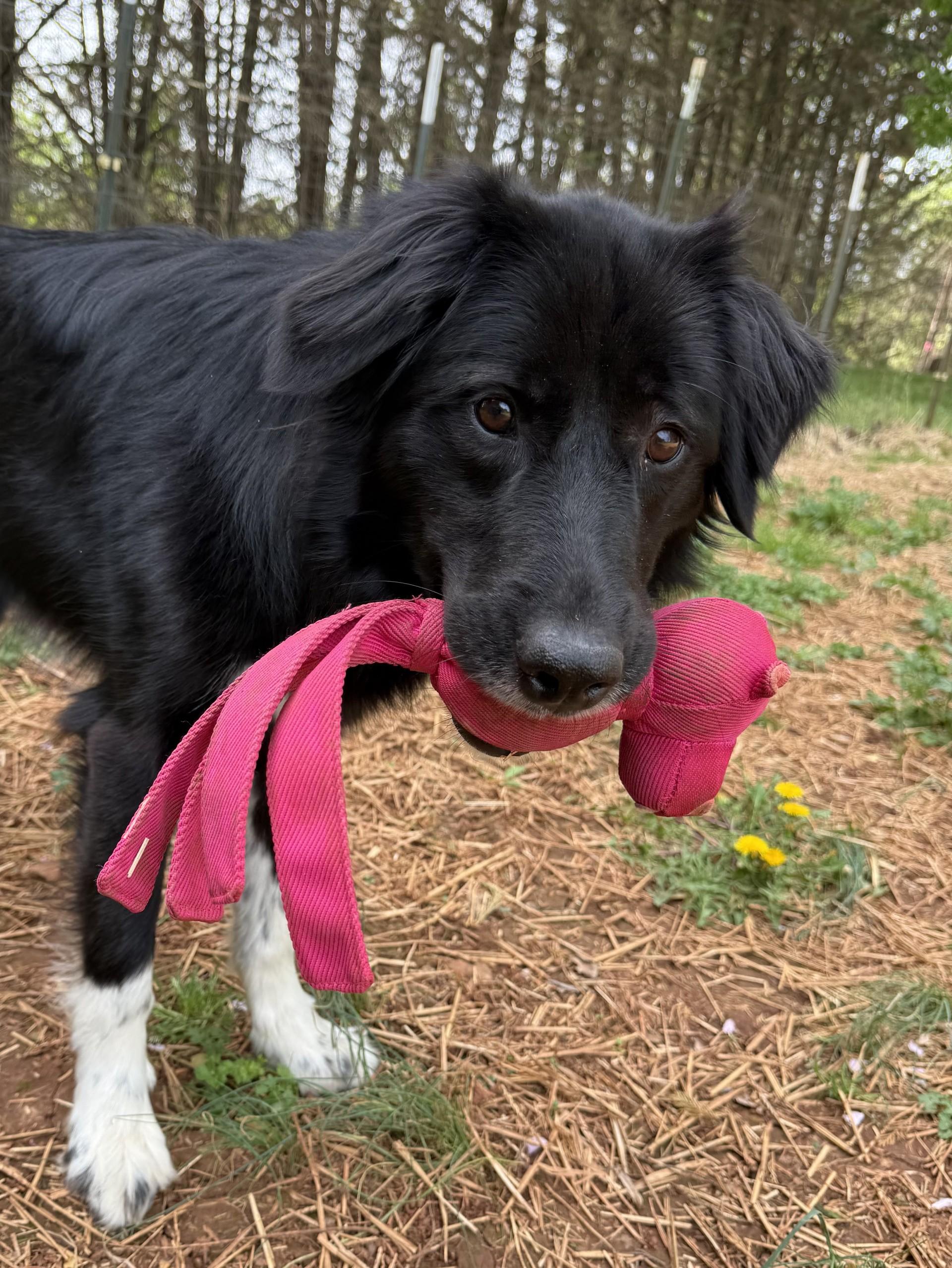 Myla, a ADOPTABLE Border Collie in Salisbury, NC image 4/4
