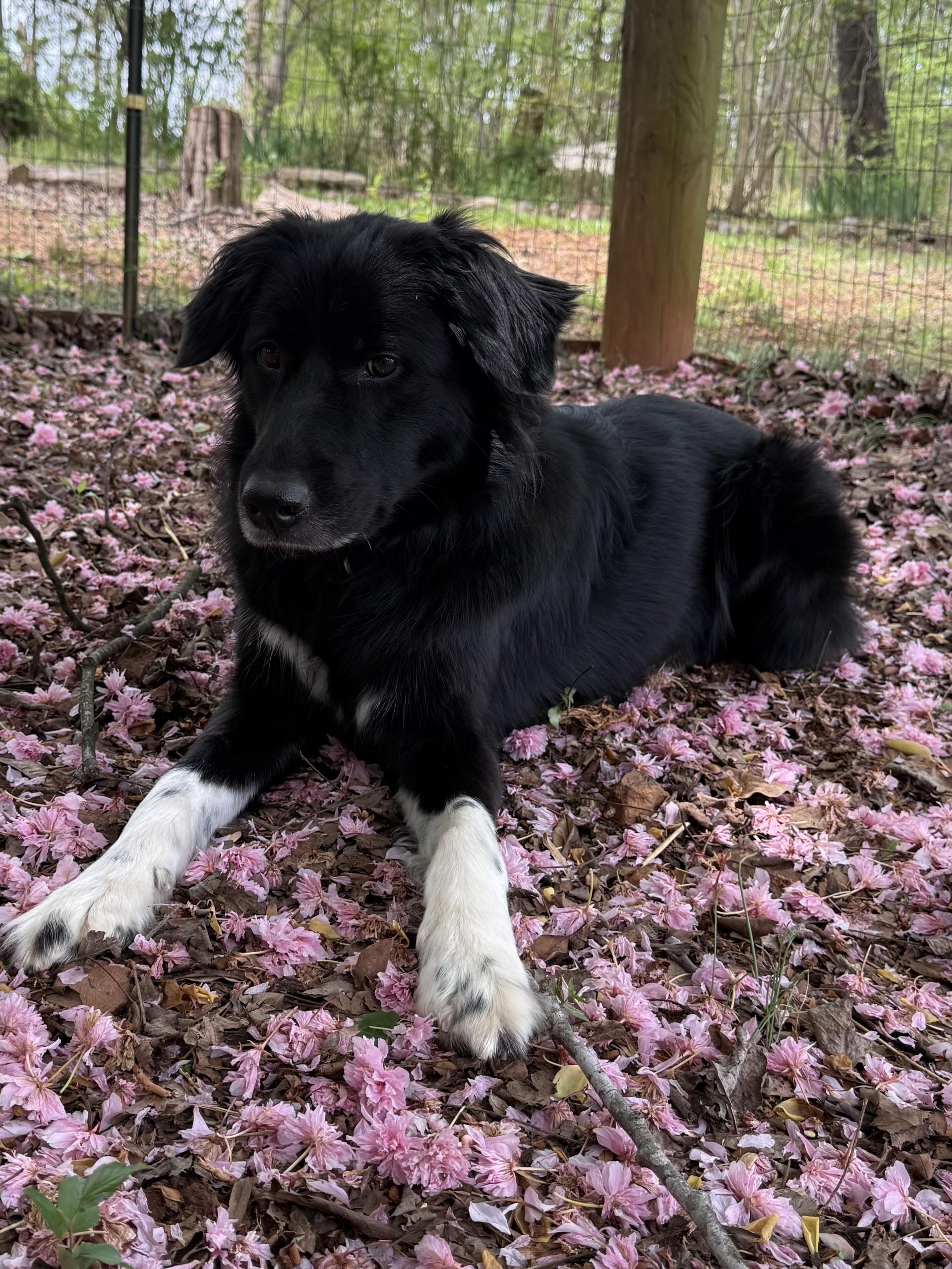 Myla, a ADOPTABLE Border Collie in Salisbury, NC image 1/4