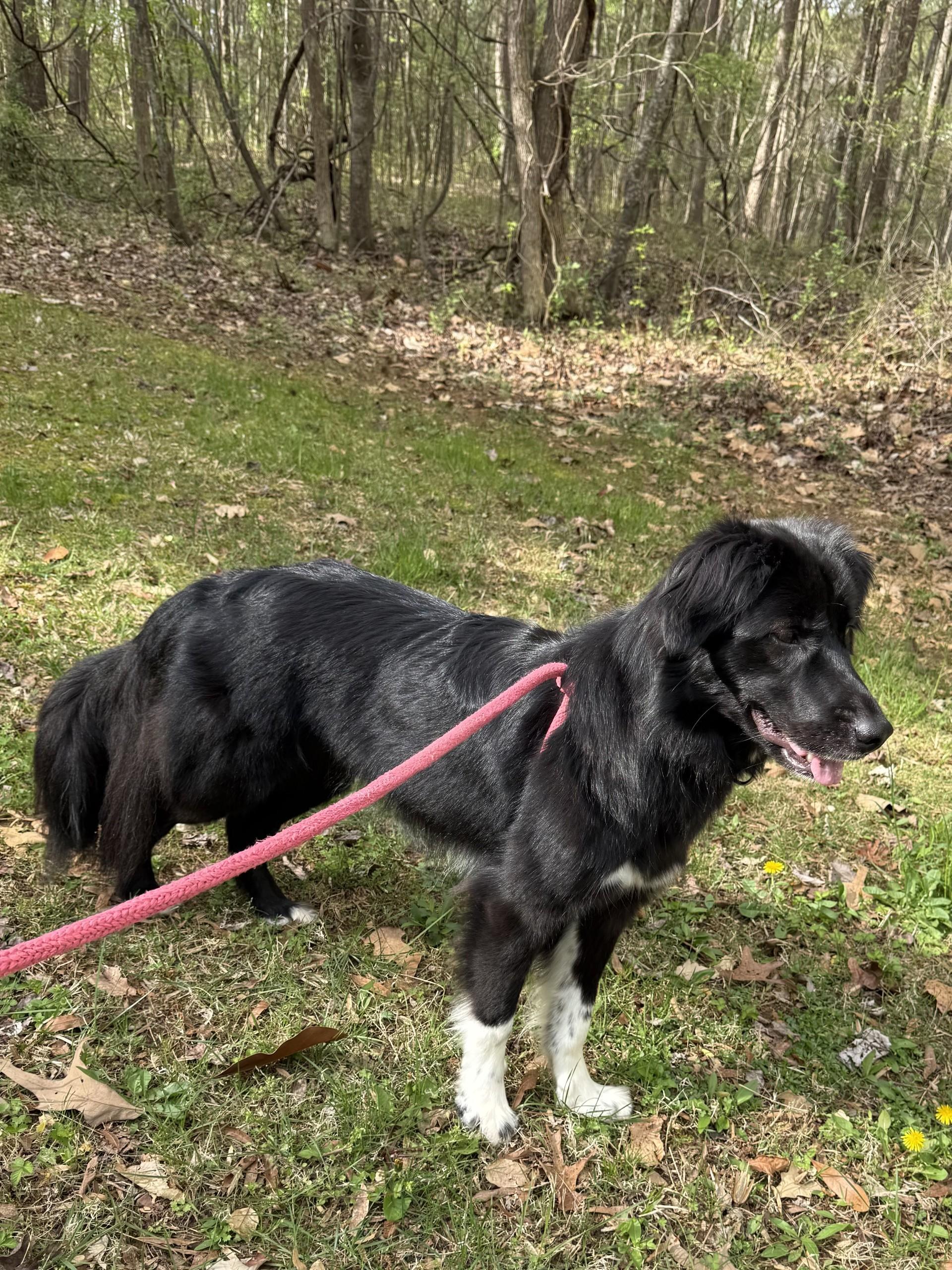 Myla, a ADOPTABLE Border Collie in Salisbury, NC image 2/4