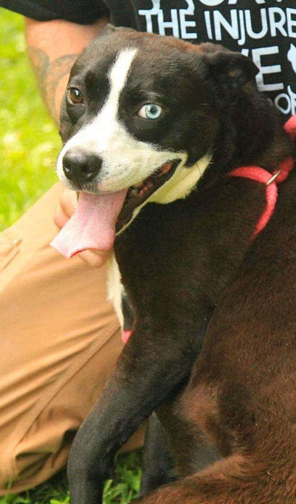 Enlarge Lucas, a Adoptable mixed breed in Utica, MI image 1/5